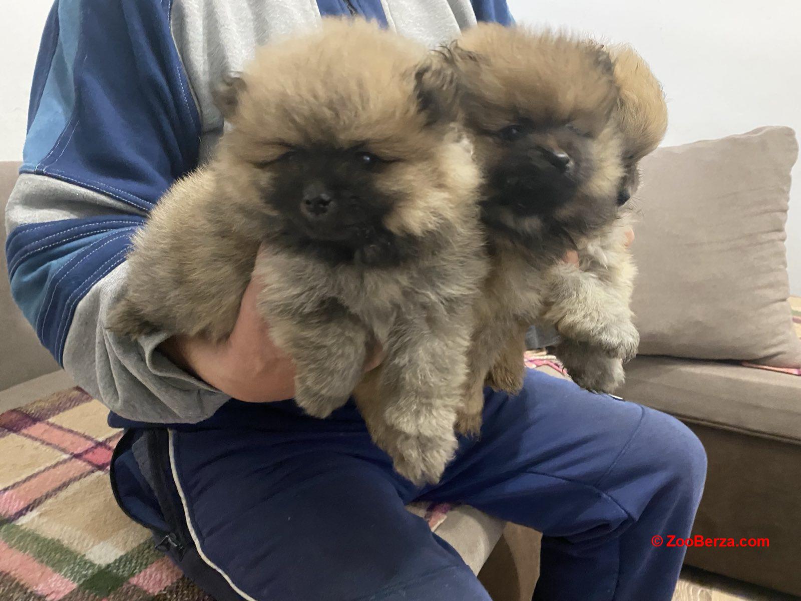 Pomeranski Spic stenci