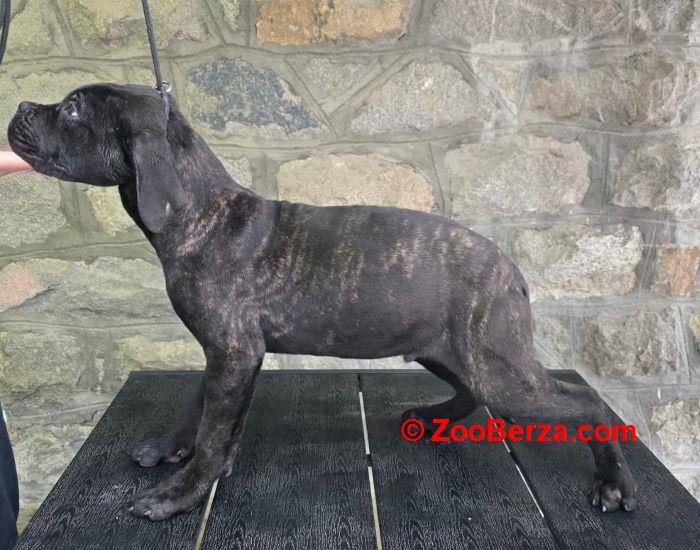 Cane Corso štenci