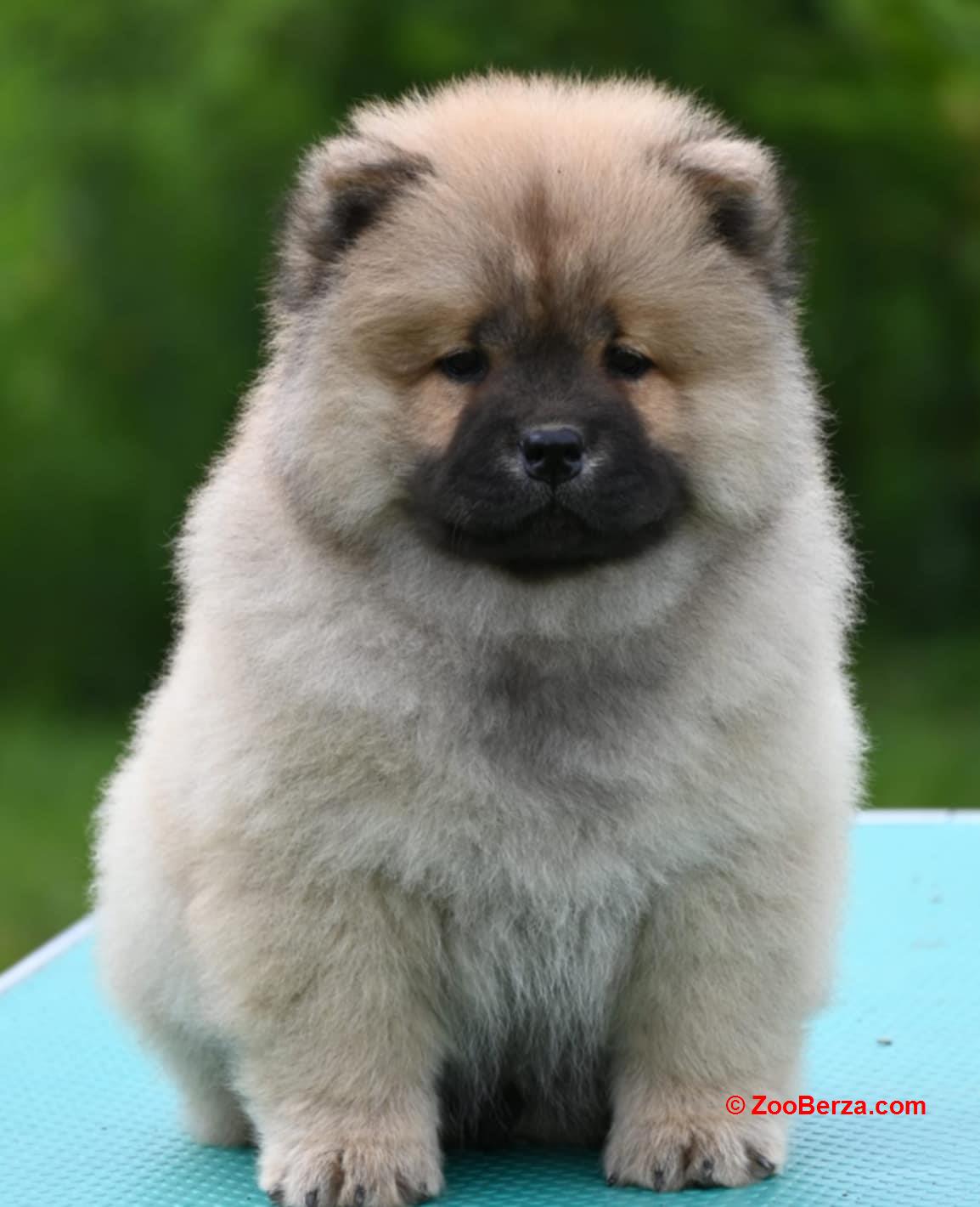 Chow Chow Cau Cau Čau Čau