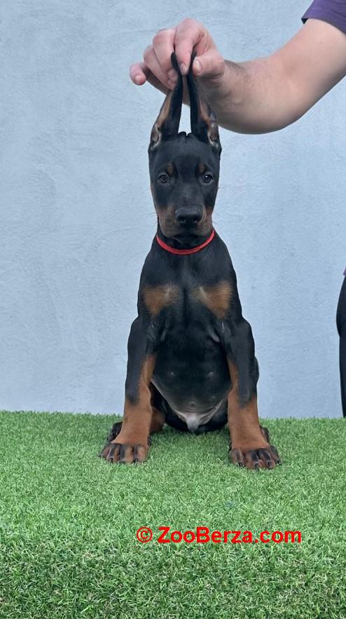 Doberman prelepi štenci