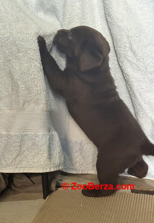 Cokoladni labrador