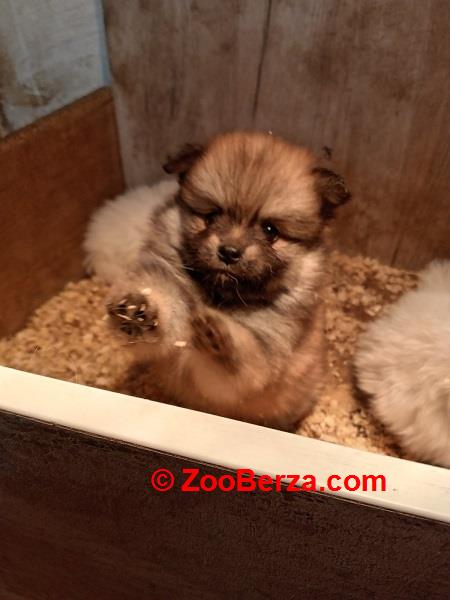 Štenci pomeranskog špica 