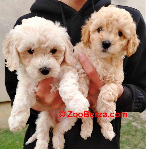 Maltipoo štenci 