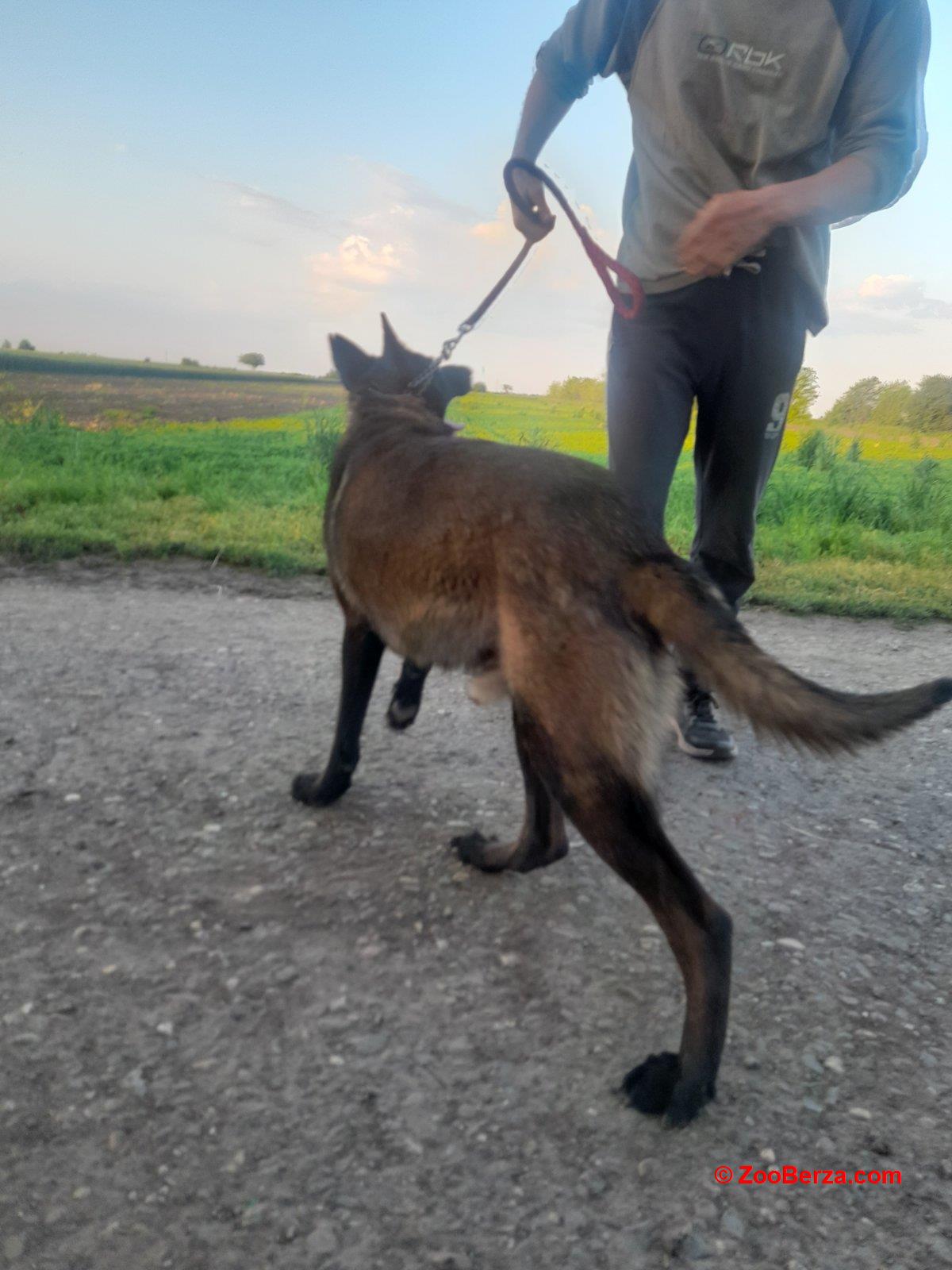 Belgijski ovcar Malinoa štenci