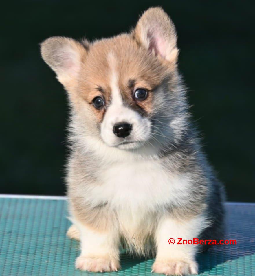 Velski korgi/Welsh Corgi Pembroke