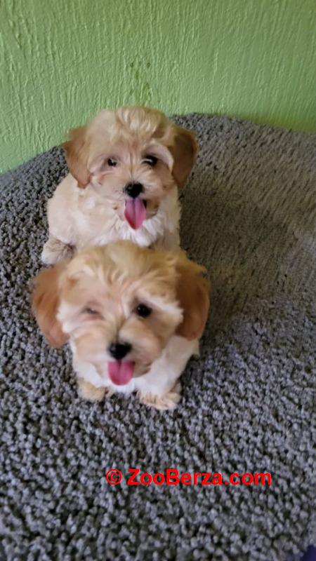 Mini Maltipoo štenci