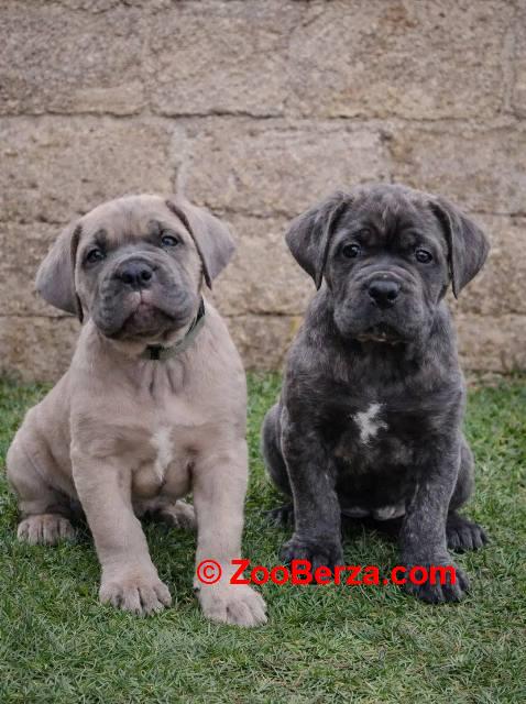 Cane Corso štenci
