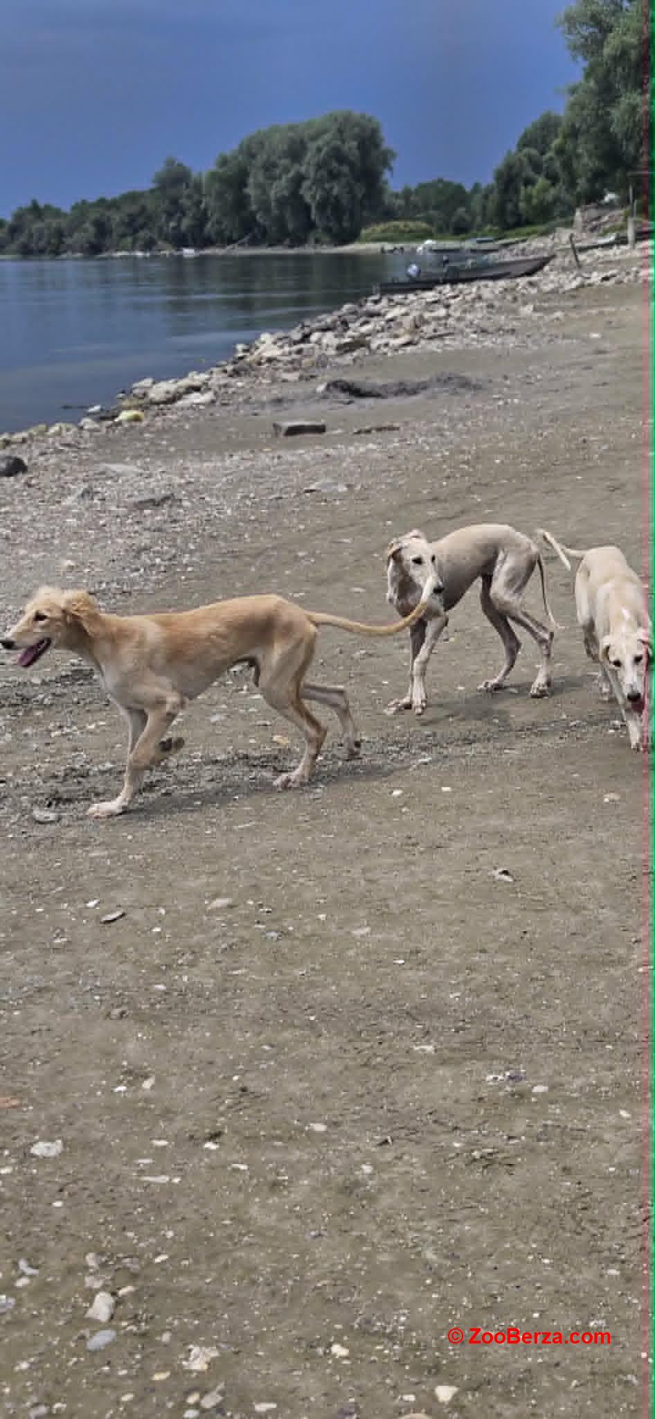 Persijski hrt saluki štenci 