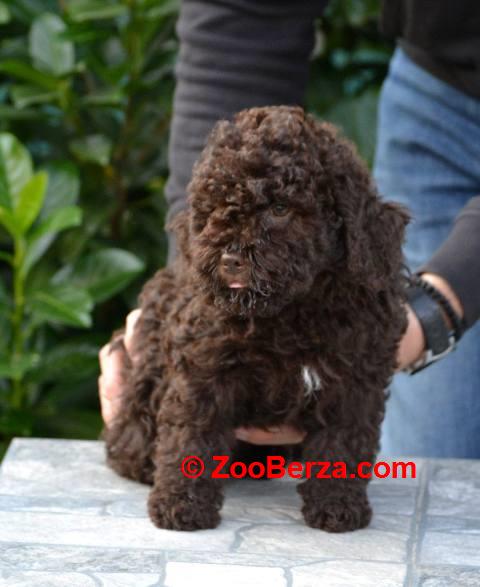 Lagotto Romagnolo štenci