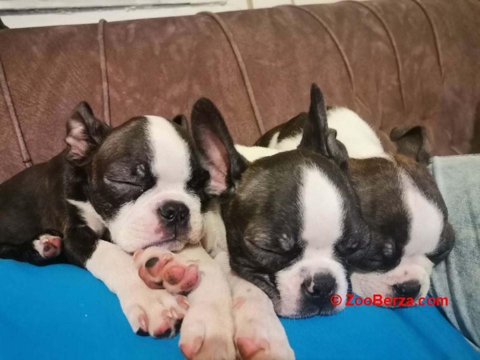 Boston terijer dve devojčice I tri dečaka 