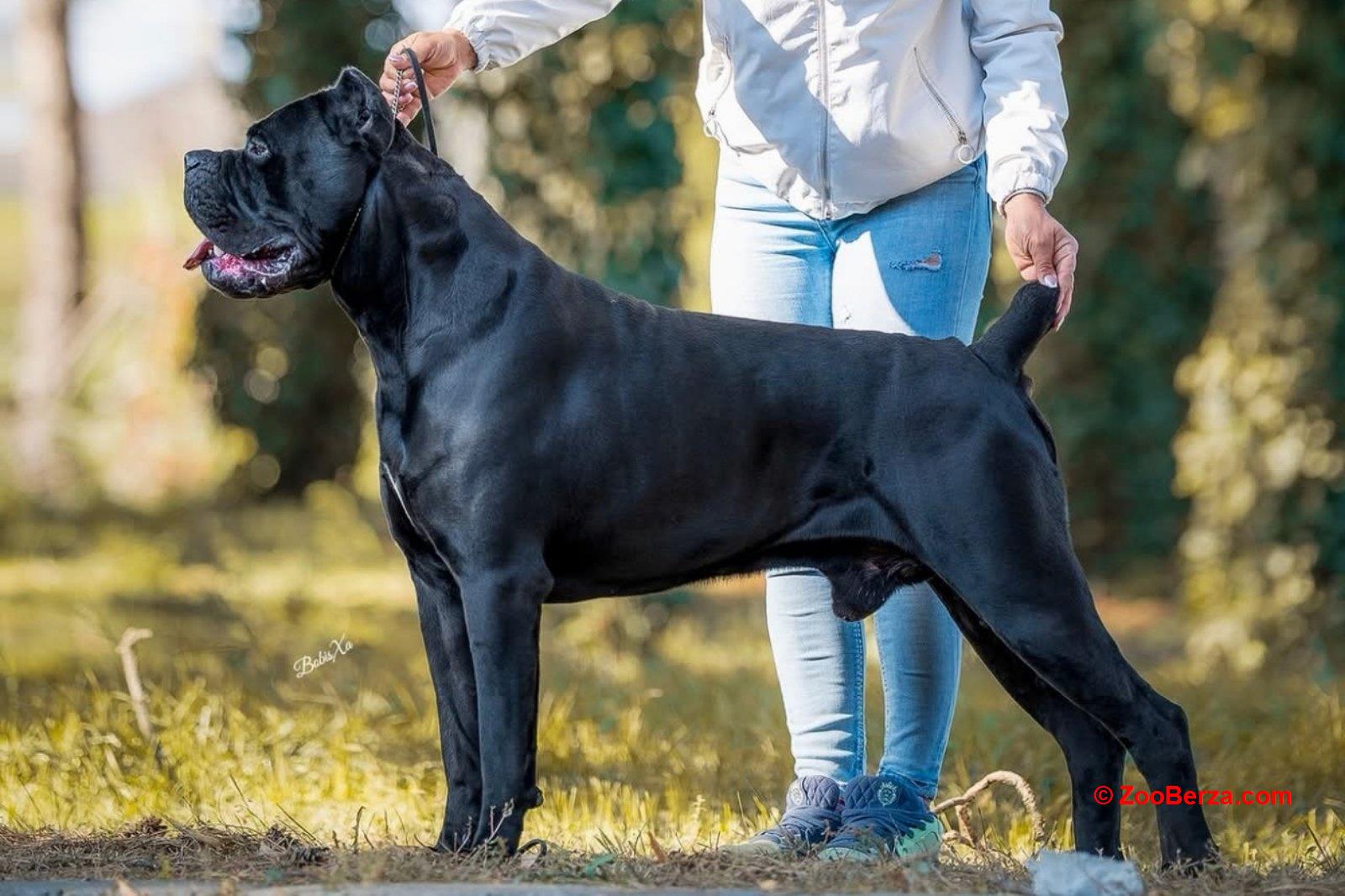 Cane Corso Kane Korso NOVO LEGLO
