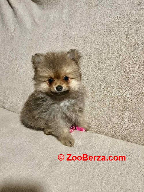 Pomeranac, prelepi štenci