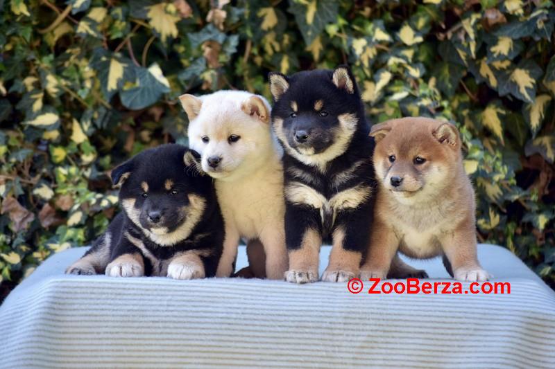 Shiba Inu / Šiba inu, štenci
