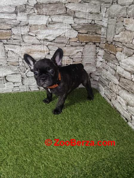 Francuski bulldog 
