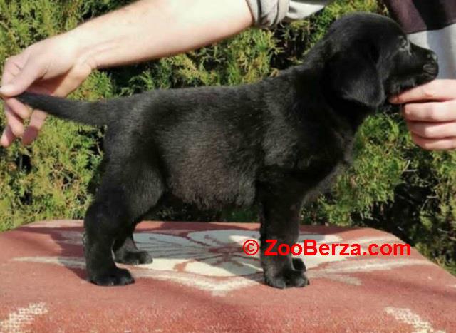 Labrador retriver 