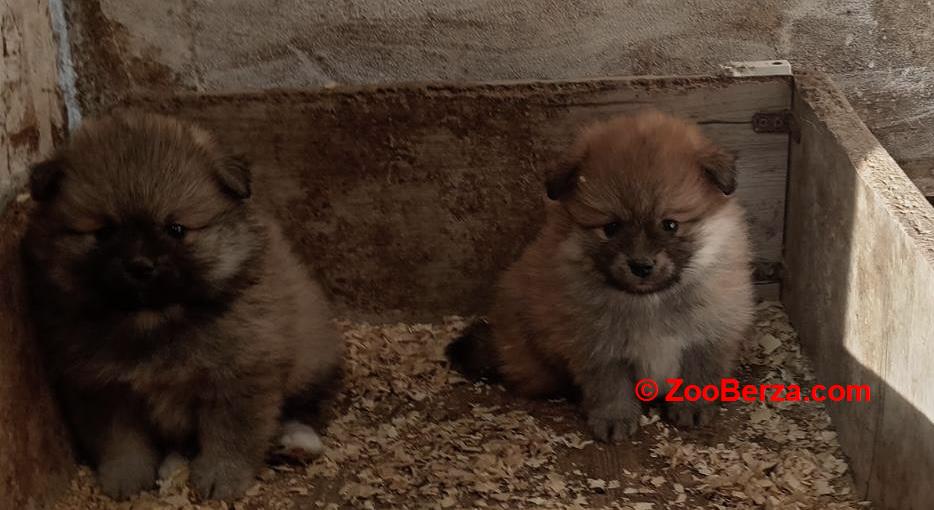 Štenci pomeranskog špica 