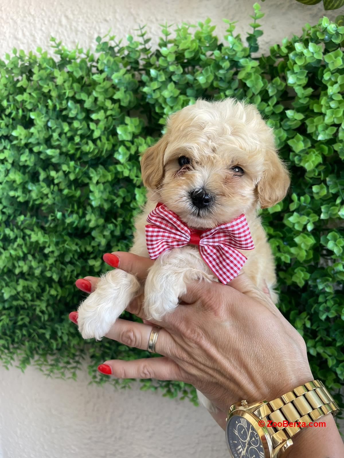 Maltipoo prelepi stenci