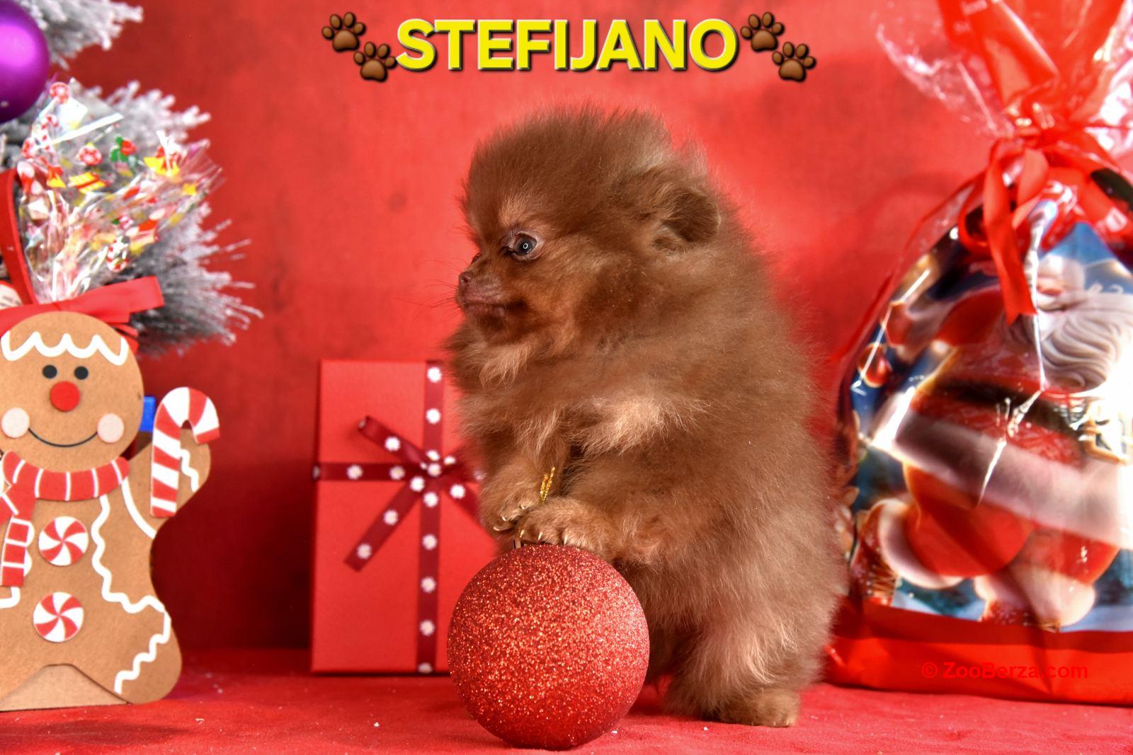 Pomeranac Boo štenci CHOCOLATE & TAN NOVO