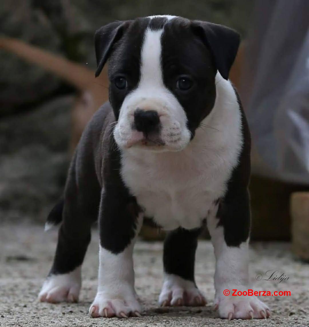 Američki staford terijer prelepi štenci