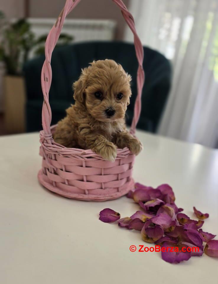 Preslatki maleni MALTIPOO stenci