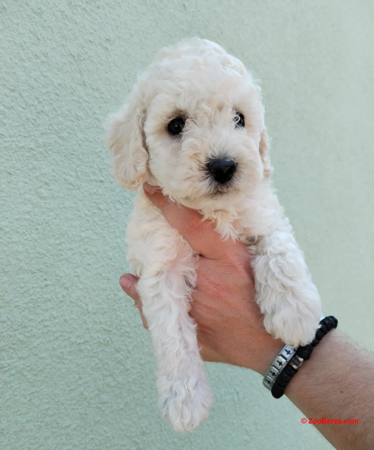 Pudle
