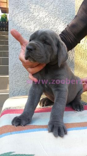 Cane corso stenci