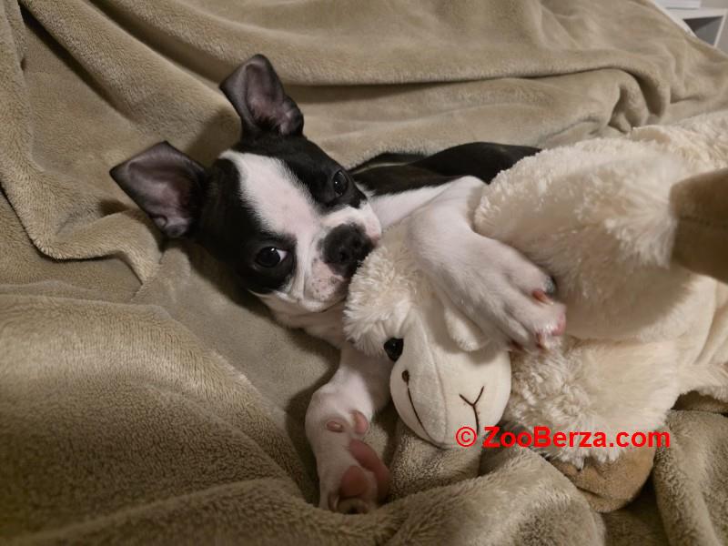 Boston terijer stenci