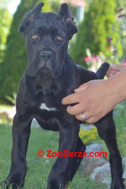 Cane Corso, vrhunski štenci