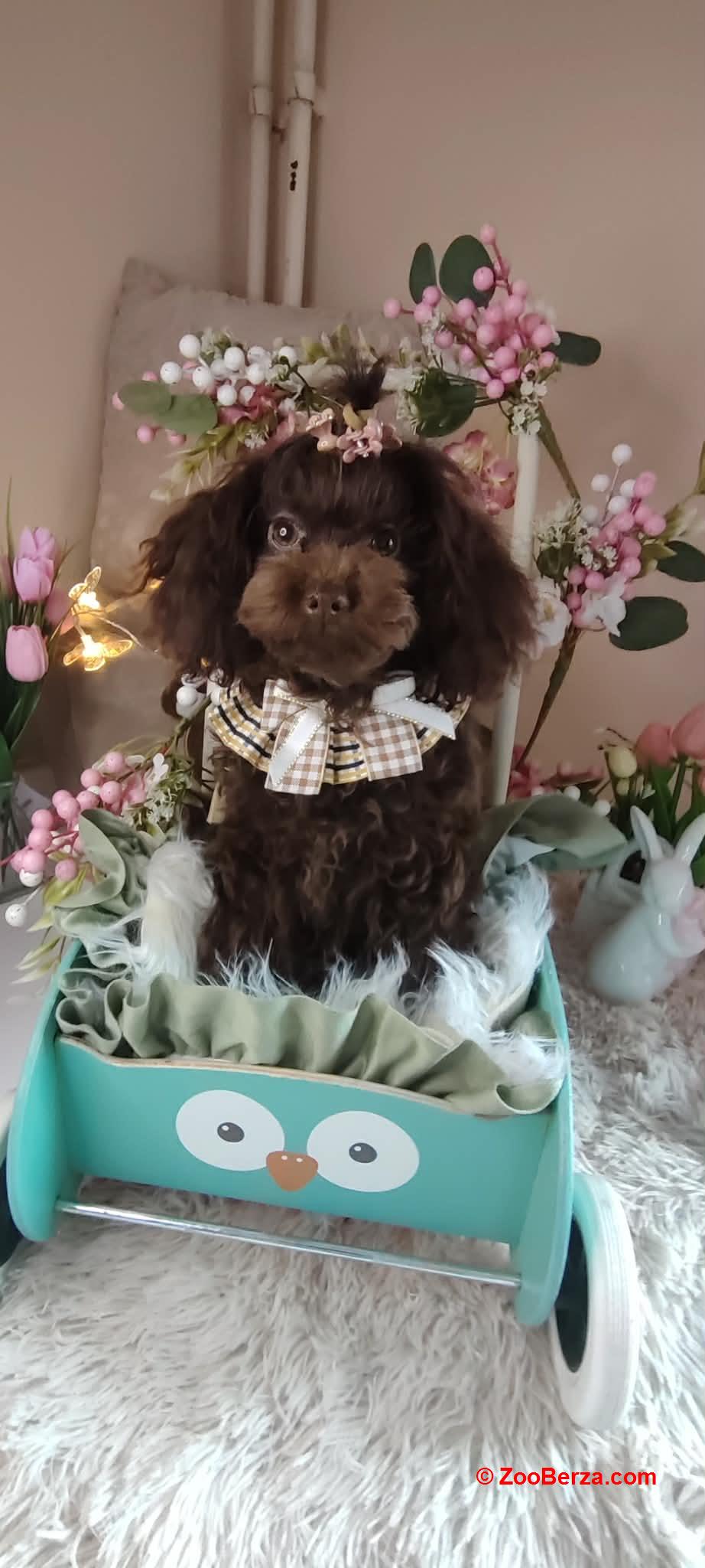 Toj pudle braon, ženke