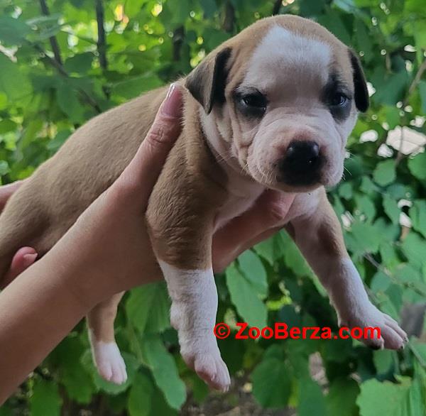 Pitbull štenci 