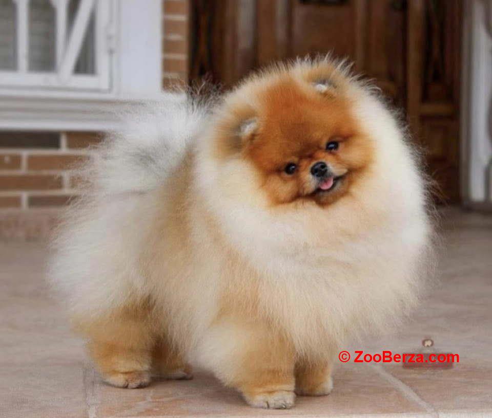 Najlepsi Pomeranci Boo  