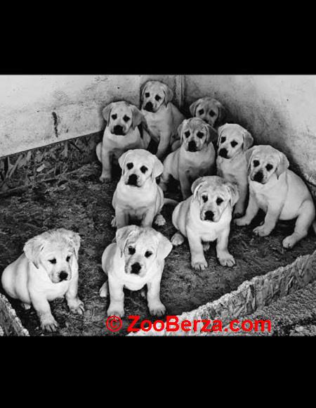 LABRADOR stenci