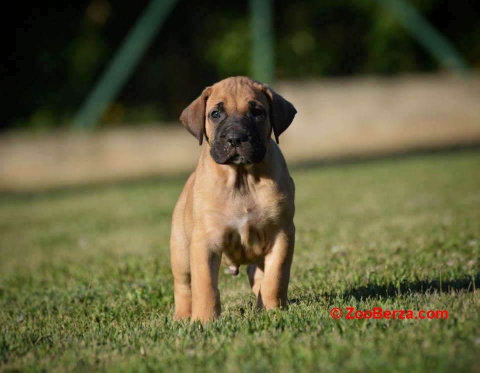 Na prodaju stenci Presa Canario 