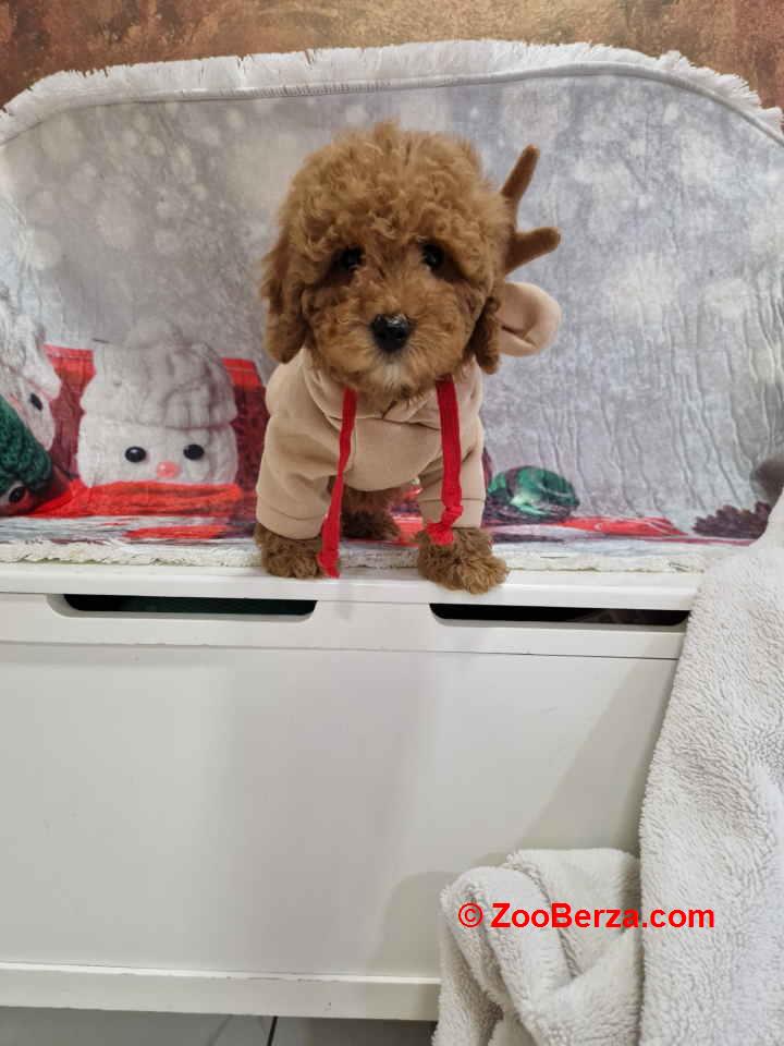 Crvene toy pudle spremne za preuzimanje 