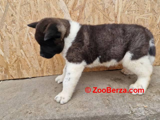 Američka Akita štenci