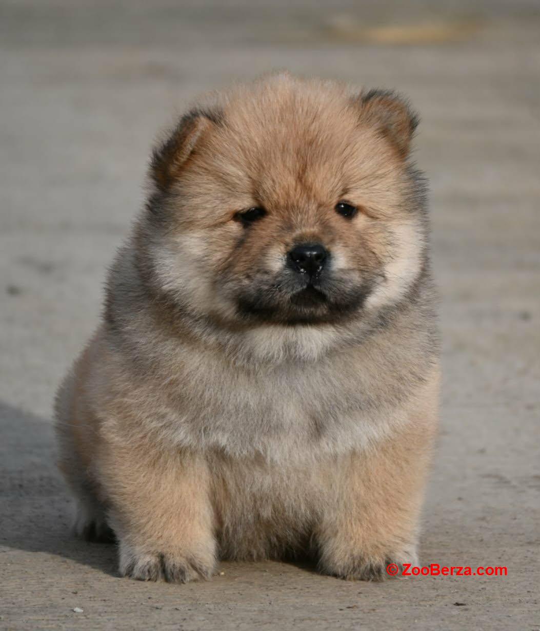 Chow Chow Cau Cau Čau Čau