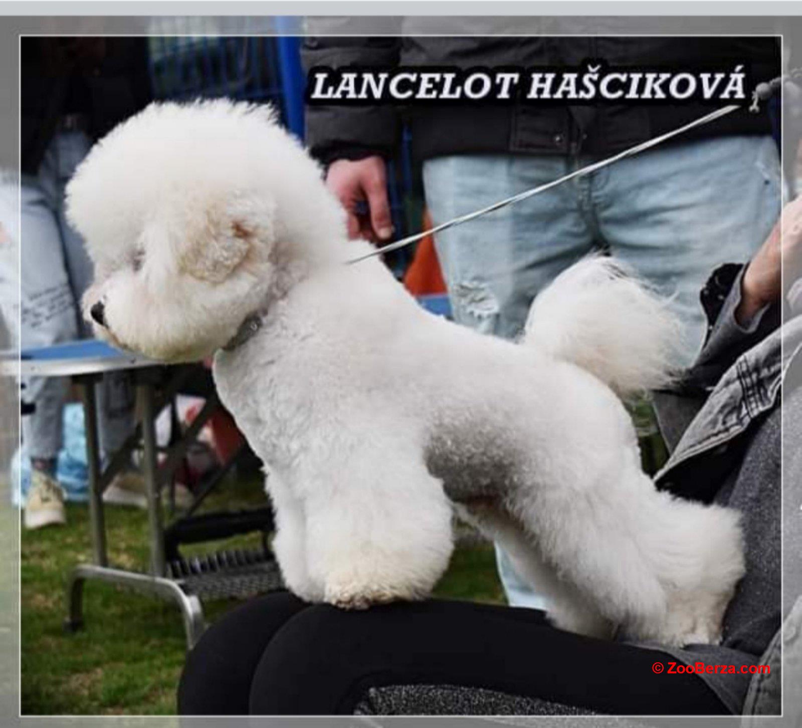 Kovrdzavi Bison stene na prodaju