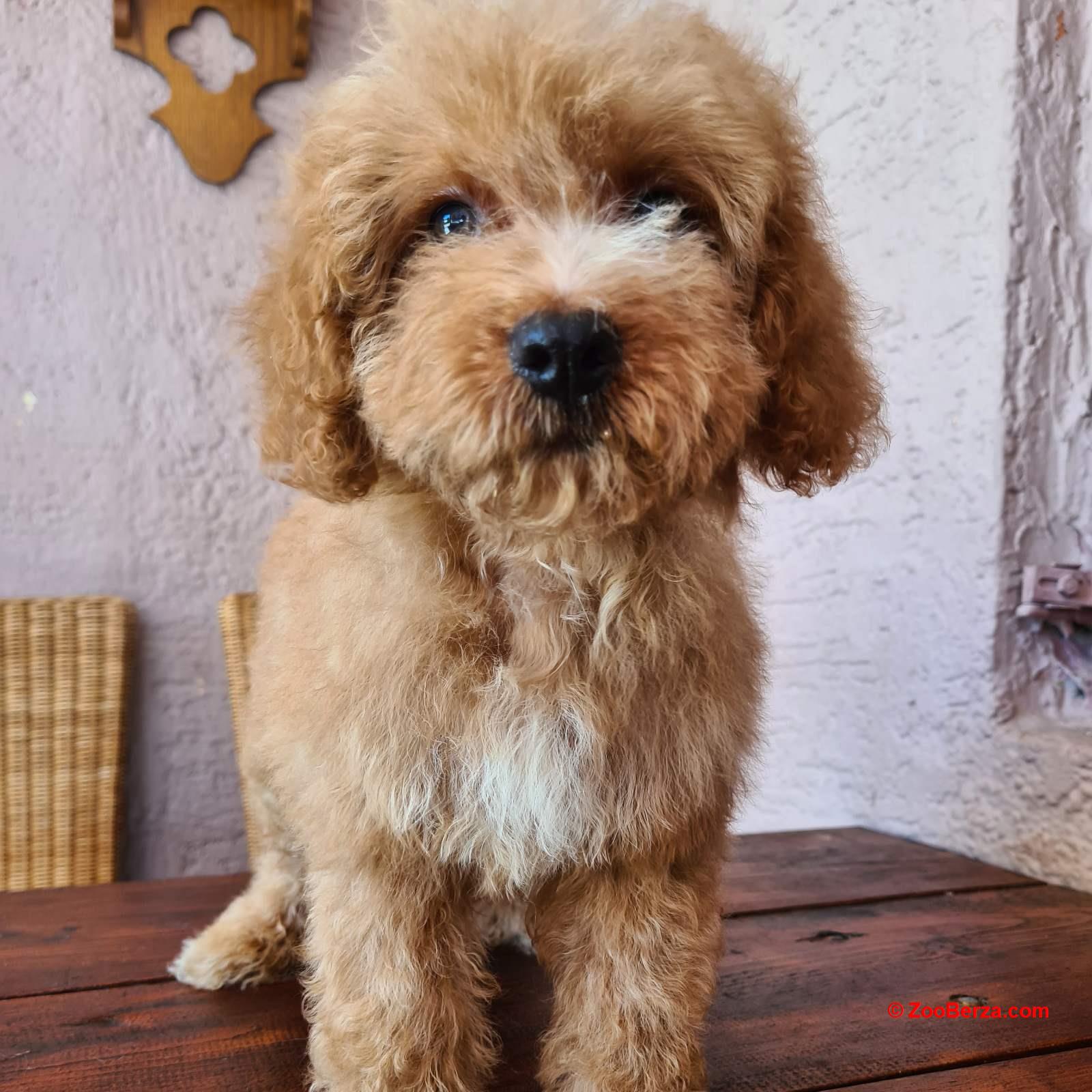 Labradoodle prelepi štenci