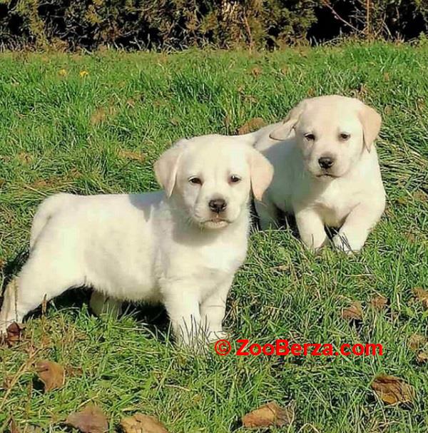 Labrador retriver 