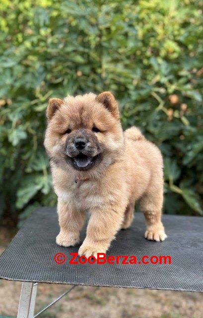 Chow Chow / Čau Čau štenci