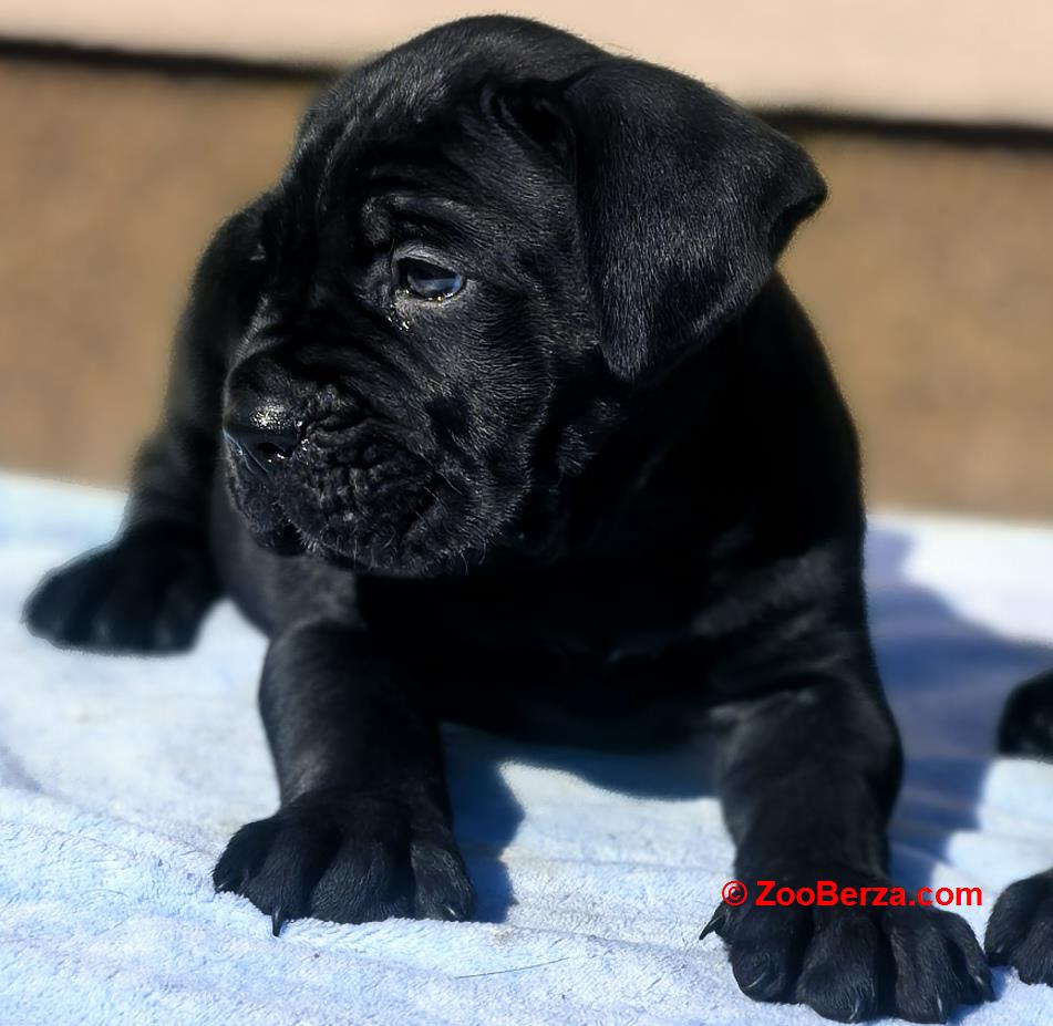 Cane Corso Kane Korso NOVO LEGLO