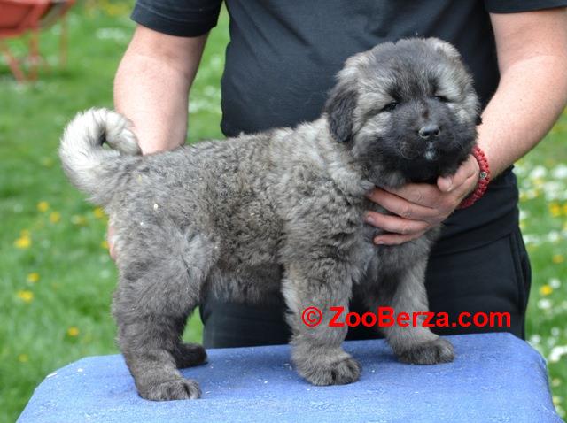 Kavkaski ovčar štenci