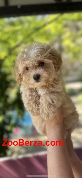Maltipoo vrhunske genetike 
