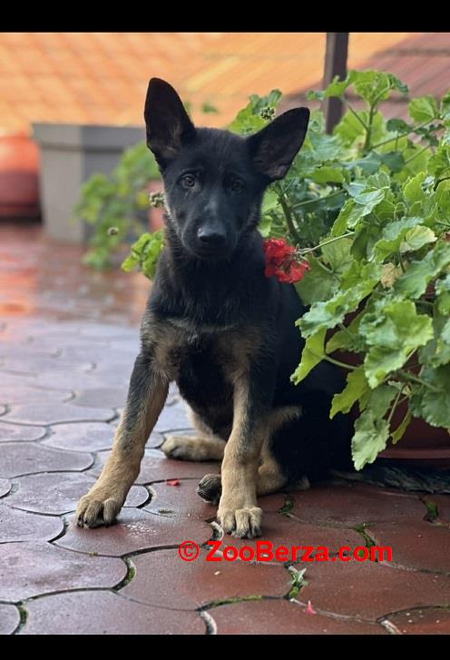 Radni nemački ovčari 