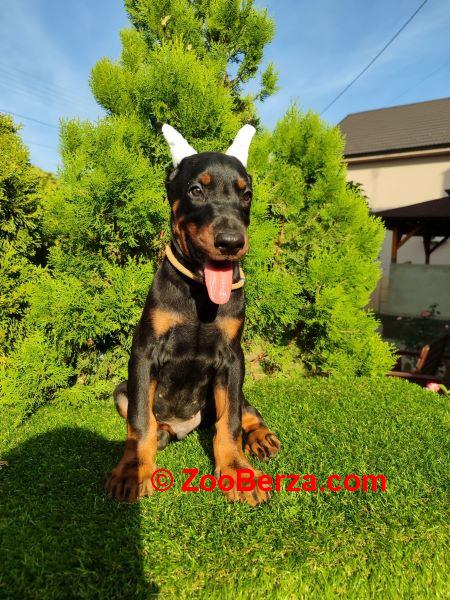 Doberman štenci