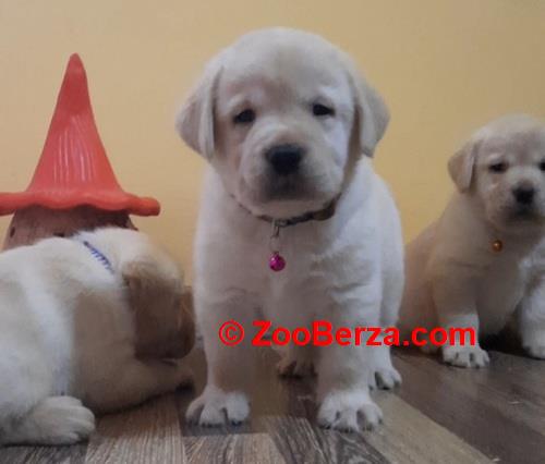 Prelepi, čistokrvni štenci labradora 