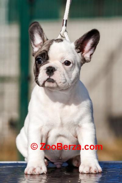 Francuski buldog stenad