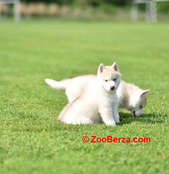 Sibirski haski štenci