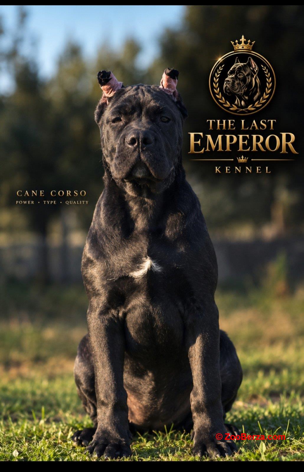 Cane Corso žensko štene