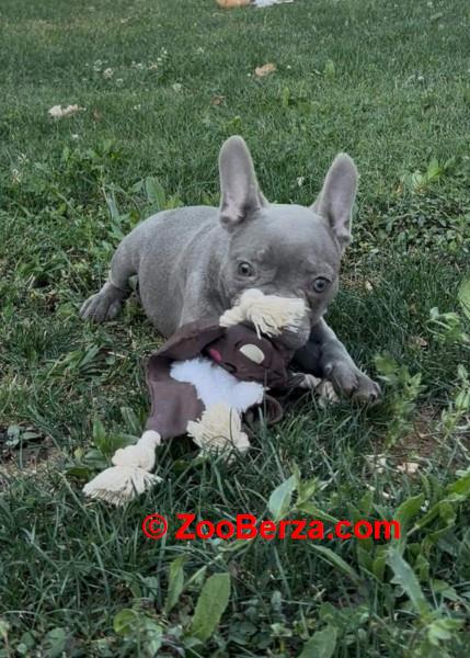 Francuski buldog stenci plave boje